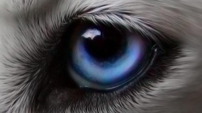 L'image du jour : Jouer en VR et avoir un chien, ça peut être embêtant