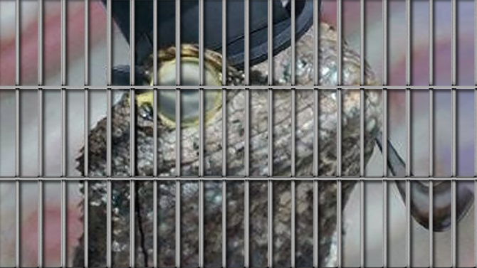 Lizard Squad : Un des fondateurs risque plus de 2 ans de prison