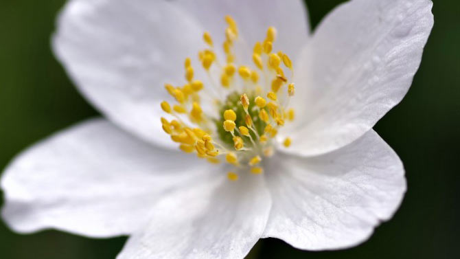 L'image du jour : Méfiez-vous des fleurs dans Kingdom Come Deliverance