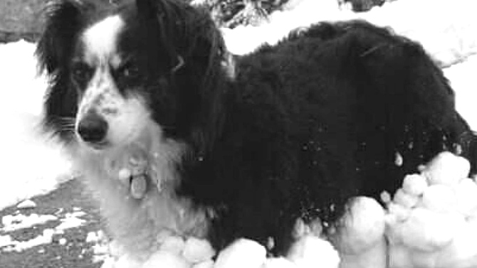 L'image du jour : Un chien paré au combat