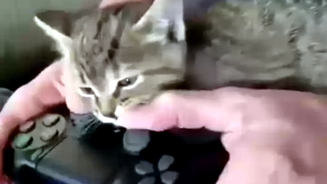 L'image du jour : Dans la catégorie "chat relou mais mignon", voici...