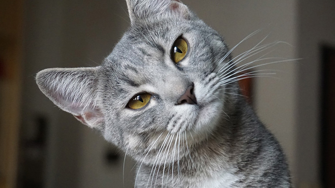 L'image du jour : Une protection clavier anti chat relou