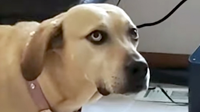 L'image du jour : Un chien choqué et déçu par l'espèce humaine