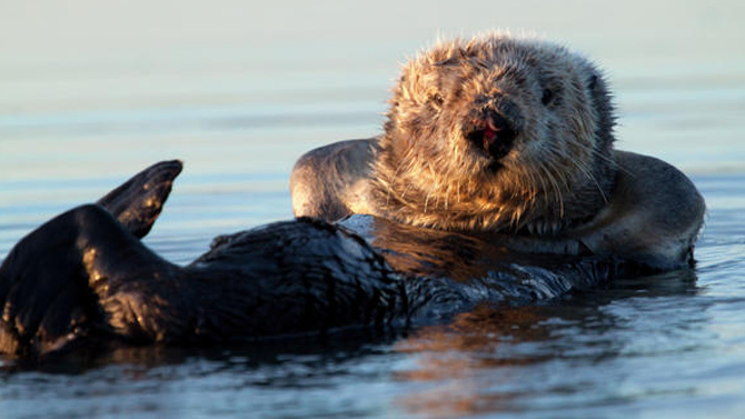 L'image du jour : Une customisation pépouze à contre-courant