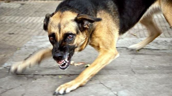 L'image du jour : Son chien dévore sa DualSense PS5