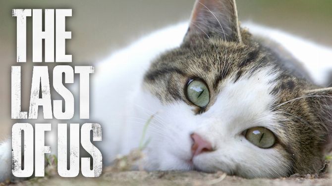 L'image du jour : deux chats reproduisent involontairement The Last of Us