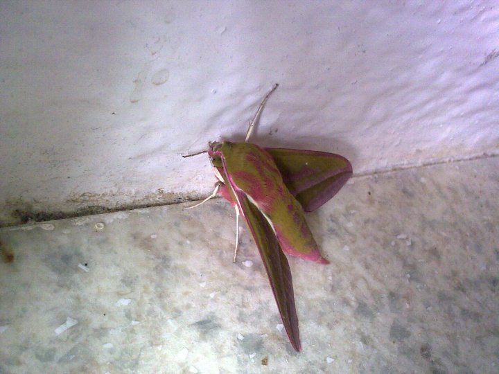 De biens étranges bêtes dans mes escaliers...