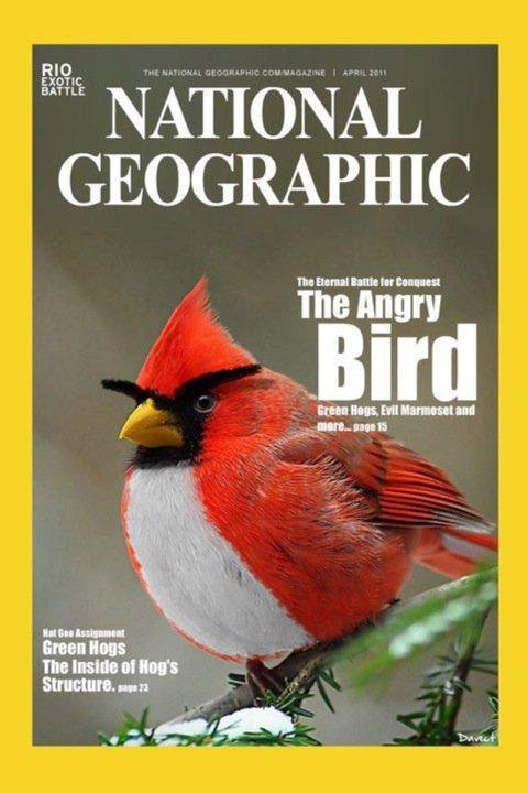 Le jv en vrai : Angry birds