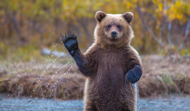 [Ours] Magnifique ours imitant le comportement humain