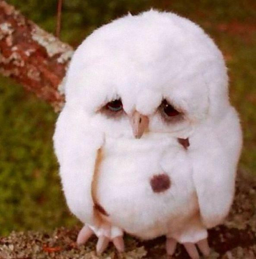 Exclu !! Calimero de retour sur vos écrans !