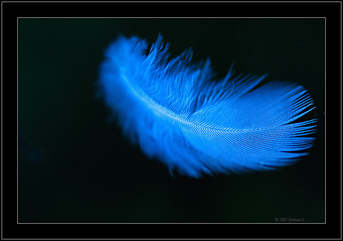 Blue Feather