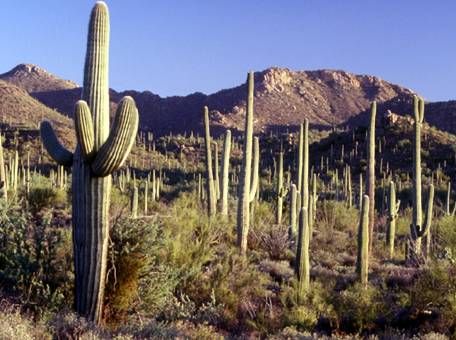 Le cactus prend la parole