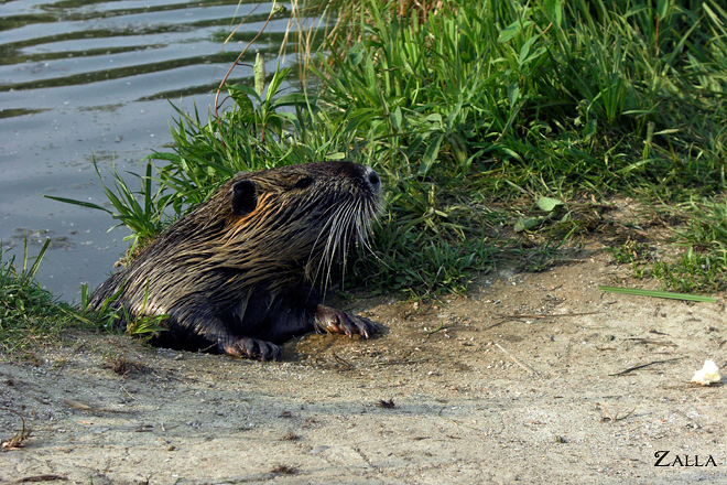 J'ai rencontré le fantastique Mr. Ragondin... Complétement NU !
