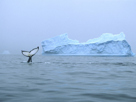 L'ogre, la baleine et l'enclave : à la recherche des fragments du "Next Metal Gear Solid"