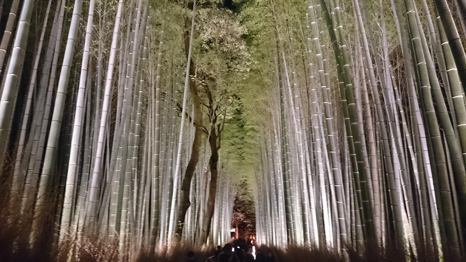 Bambouseraie d'Arashiyama