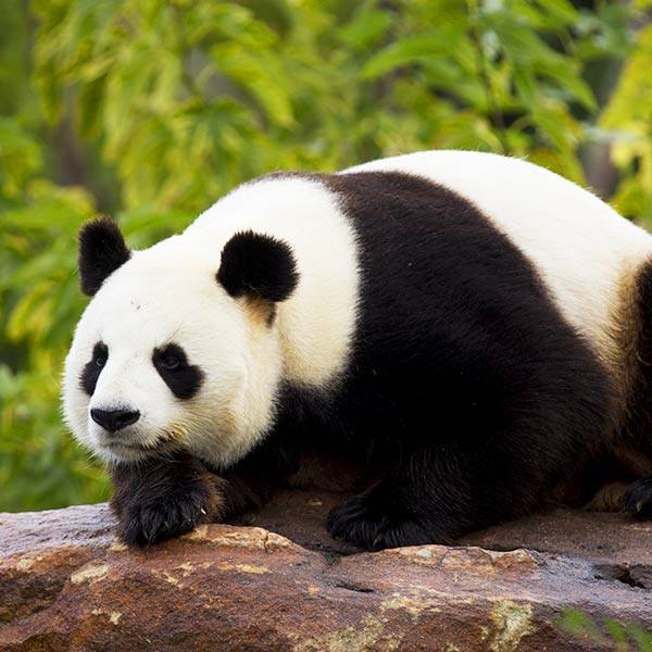 Le Krevawards du Panda majestueux des montagnes!