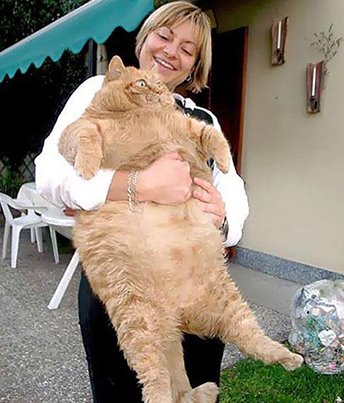 On a retrouvé garfield !!! il doit manger des chats,je ne vois pas d'autres explications...il est vraiment énorme !!!