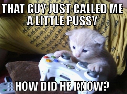 Les chats gameurs existent vraiment !!