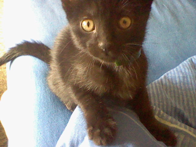 La vie d'un chat Part 1