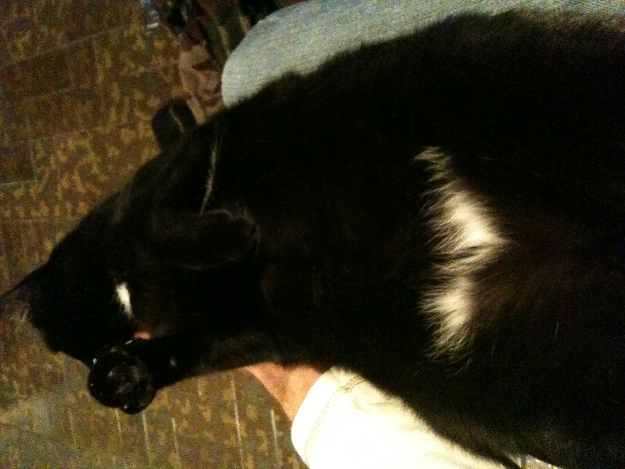 La vie d'un chat Part 2