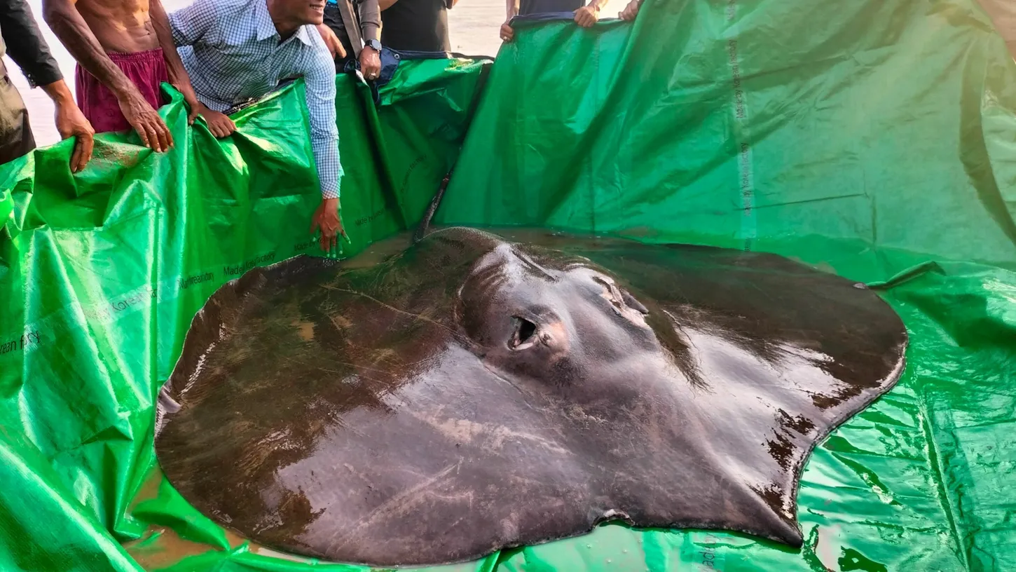 Le plus gros poisson au monde pèse 300 kg pour 4 mètres de long, voici le nouveau record mondial