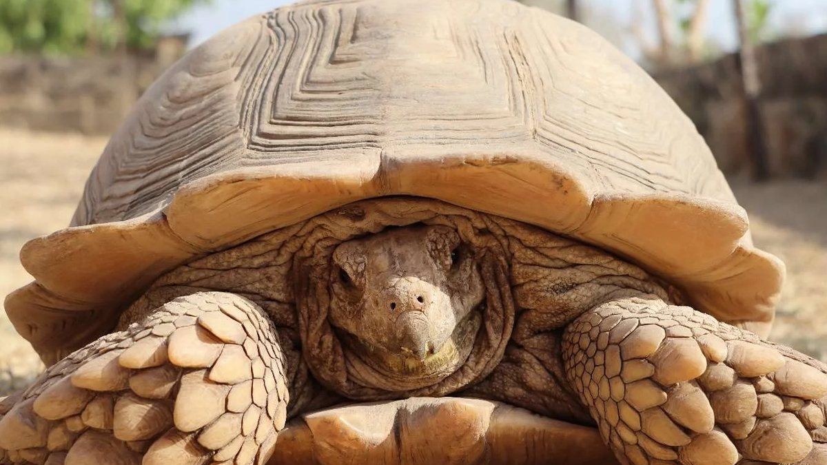 Planter des arbres pour sauver le Sahara n'a servi à rien alors ils ont relâché 500 tortues géantes, et les résultats sont visibles depuis l'espace.
