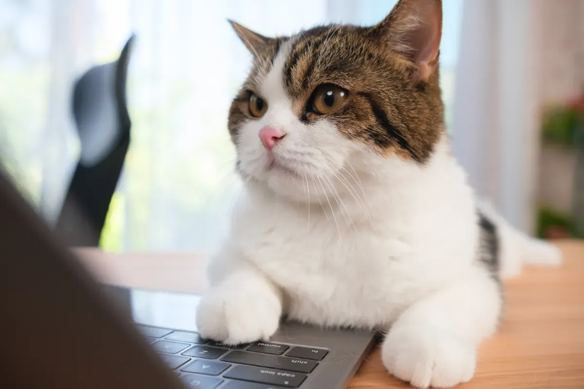 Les vétérinaires sont unanimes : votre chat ne se couche pas sur le clavier pour la chaleur, il vous envoie un signal que vous ignorez