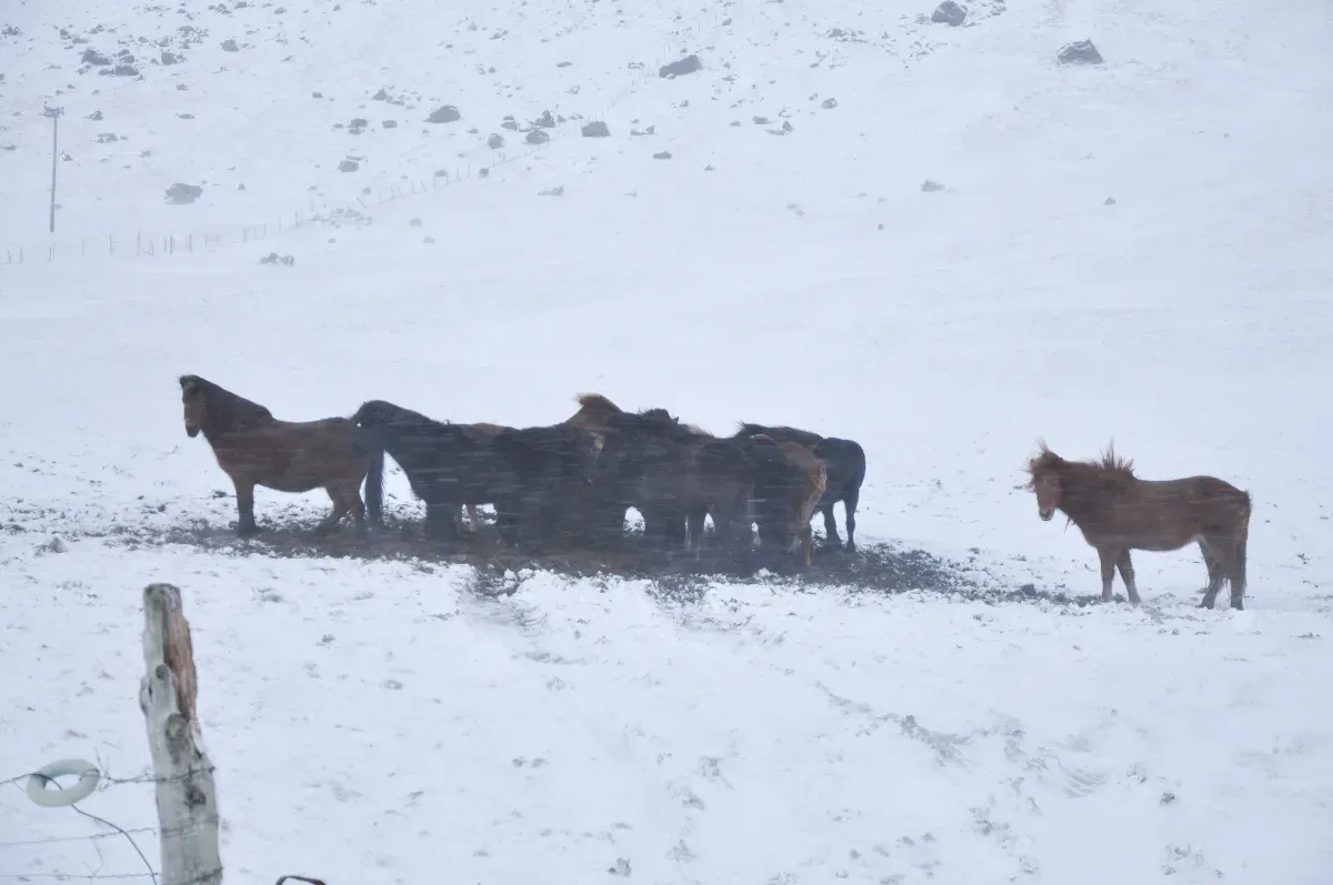 Cet éleveur a marché six heures dans la tempête pour sauver ses 18 vaches piégées dans la cordillère : « je ne pouvais pas les abandonner »