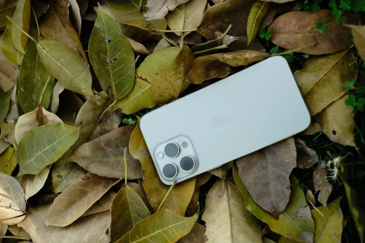 Pourquoi de plus en plus de gens glissent une feuille de laurier dans leur coque de téléphone : l'effet est inattendu