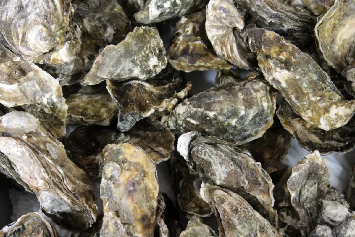En 2007, les États-Unis ont jeté 500 000 tonnes de coquilles d'huîtres à la mer : les biologistes marins n'en reviennent toujours pas du résultat
