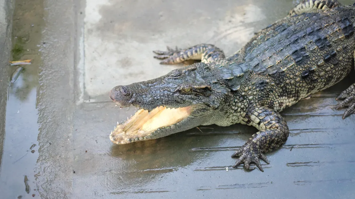 Cette retraitée vivait avec 30 animaux dans son petit appartement : un boa, un renard et même un caïman cohabitaient avec elle