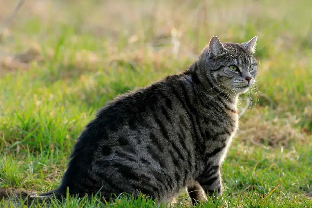 Le chat de votre voisin entre chez vous tous les jours : voici ce que la loi dit vraiment à ce sujet