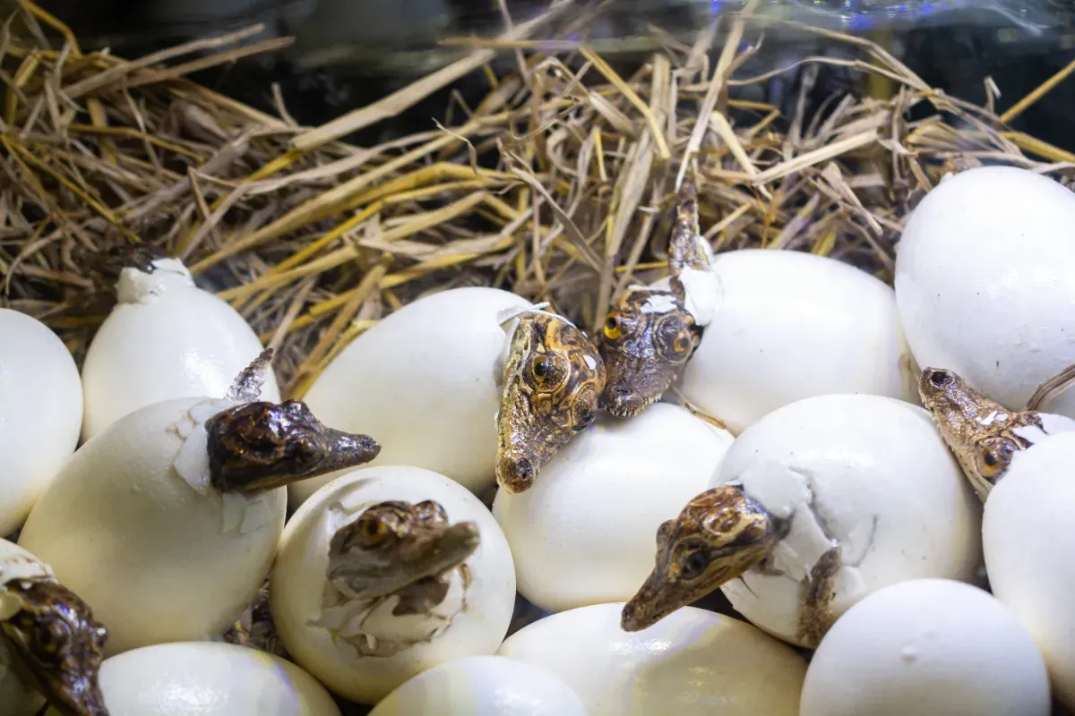 Des oeufs de crocodile ont éclos en pleine Drôme à cause de la canicule : les reptiles n'auraient jamais dû naître comme ça, le parc est sous le choc
