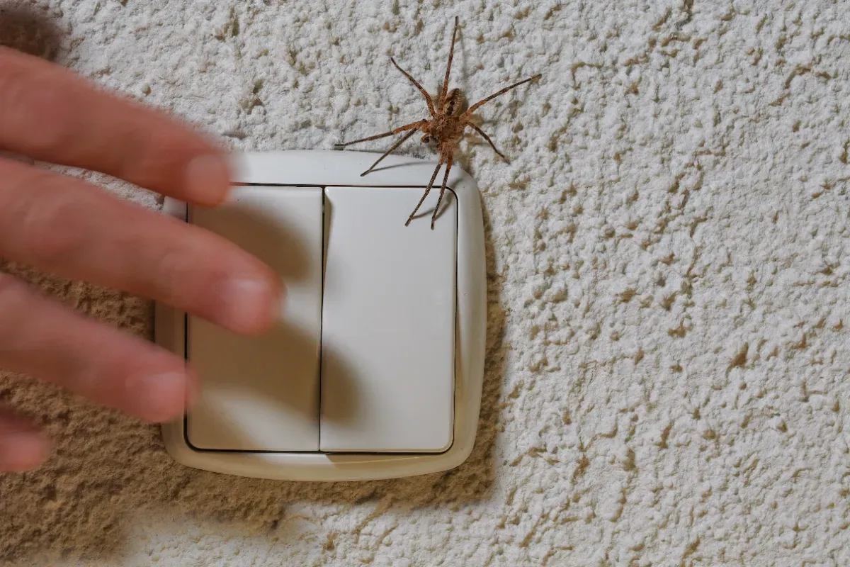 Pourquoi les araignées choisissent votre maison et pas celle du voisin : ce signal invisible qu'elles captent à plusieurs mètres