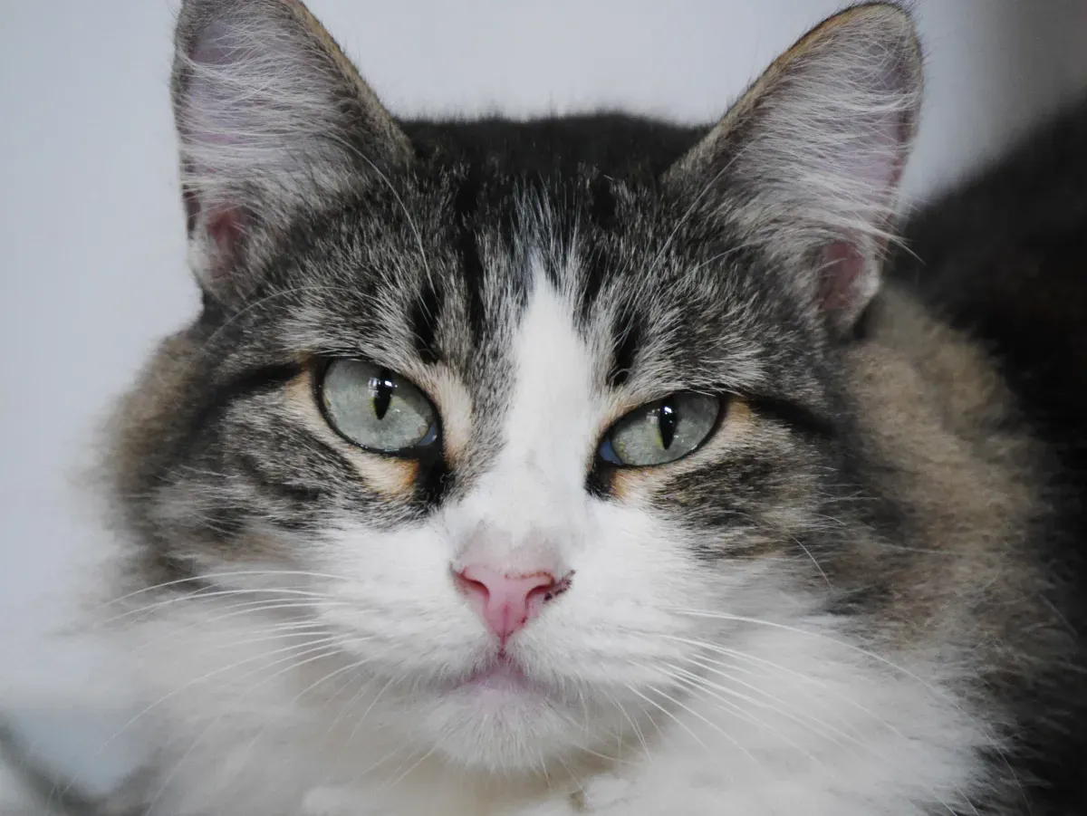 Pourquoi votre chat fixe cette peluche avec hostilité : une étude révèle que les félins ressentent une jalousie bien réelle