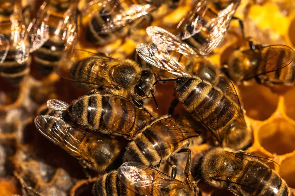 Pour la toute première fois dans un cadre juridique, un pays a accordé aux insectes des droits légaux pour vivre, prospérer et intenter des procès