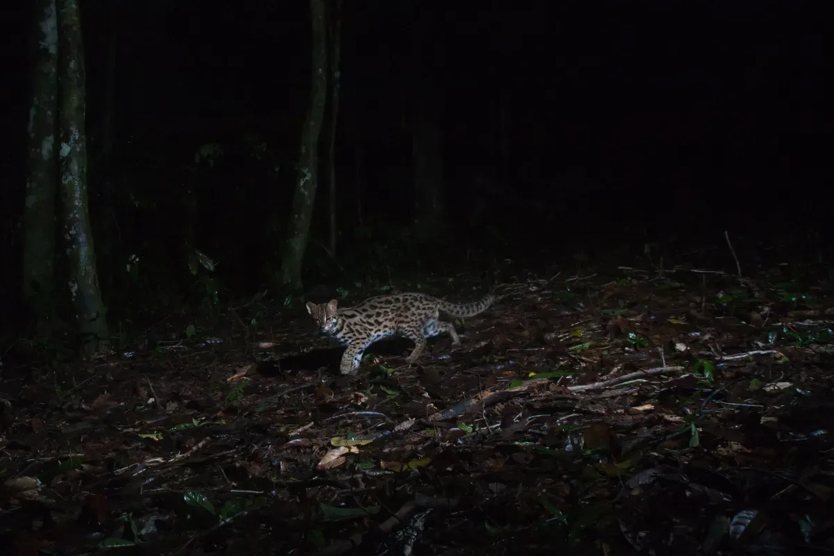 Les caméras de surveillance d'une forêt tropicale filment un prédateur si rare que les biologistes pensaient ne jamais le voir en activité