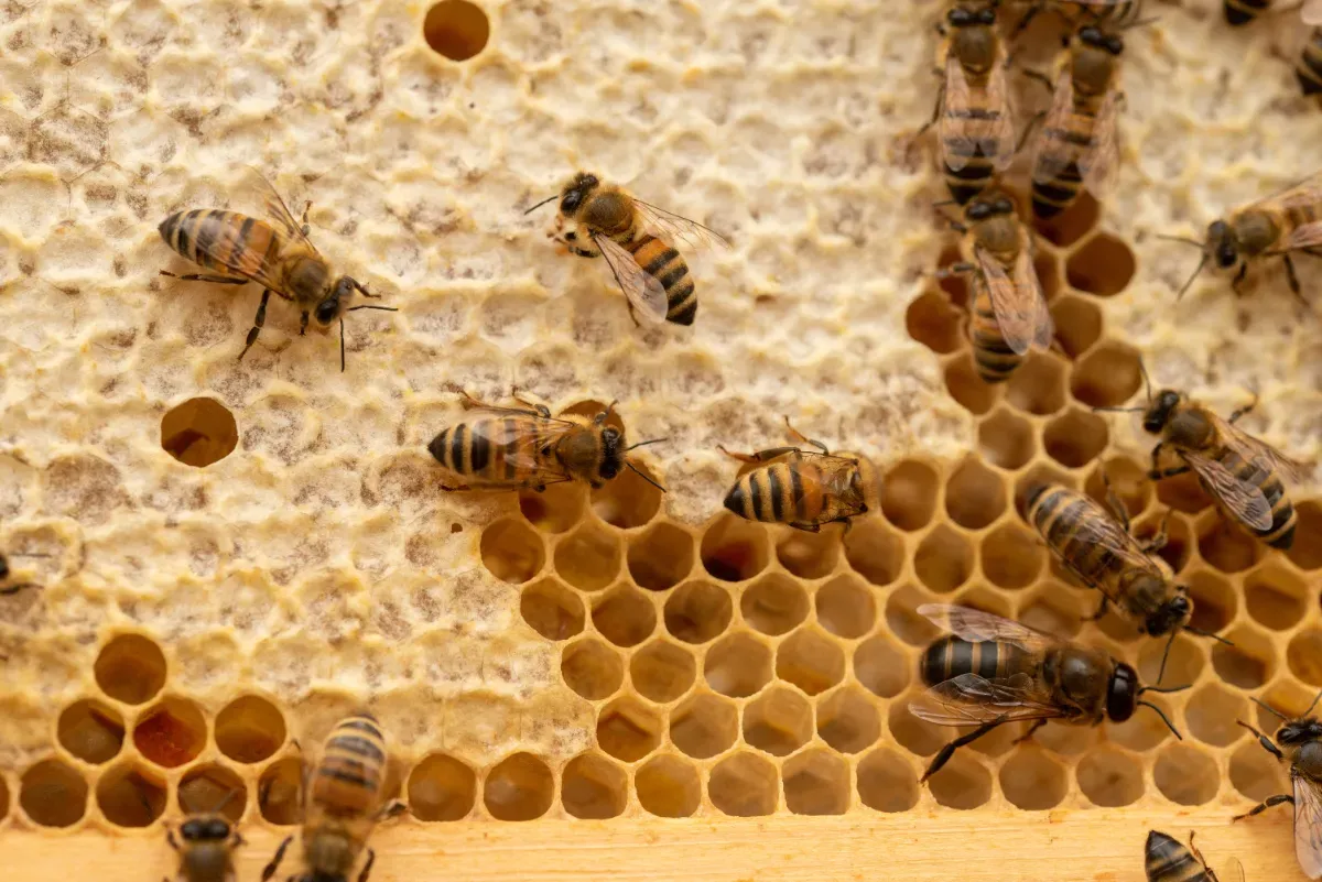 En 1984, la NASA a envoyé 3 301 abeilles dans l'espace : sept jours plus tard, leurs hexagones ont stupéfié les ingénieurs