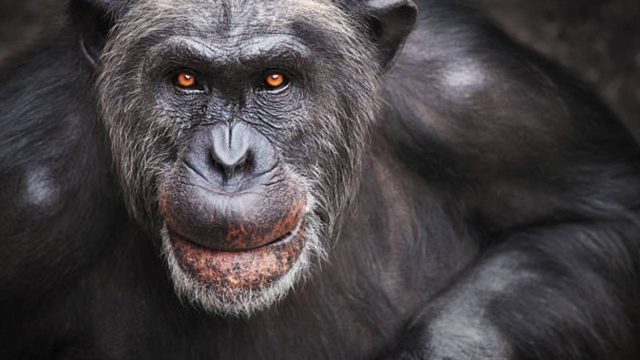 L'image du jour : Non, l'évolution de l'être humain n'a pas tout à fait eu lieu