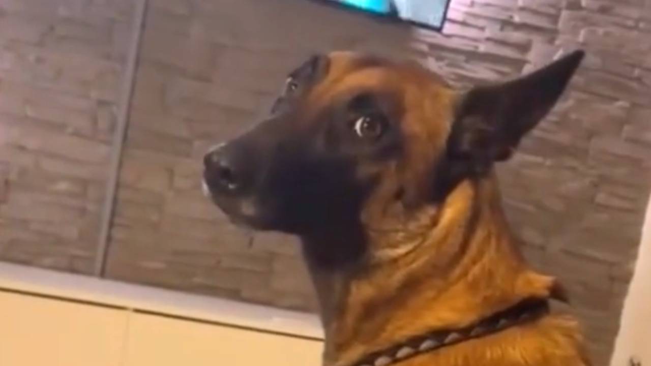 L'image du jour : Ce chien n'a visiblement pas aimé cette scène dans Call of Duty