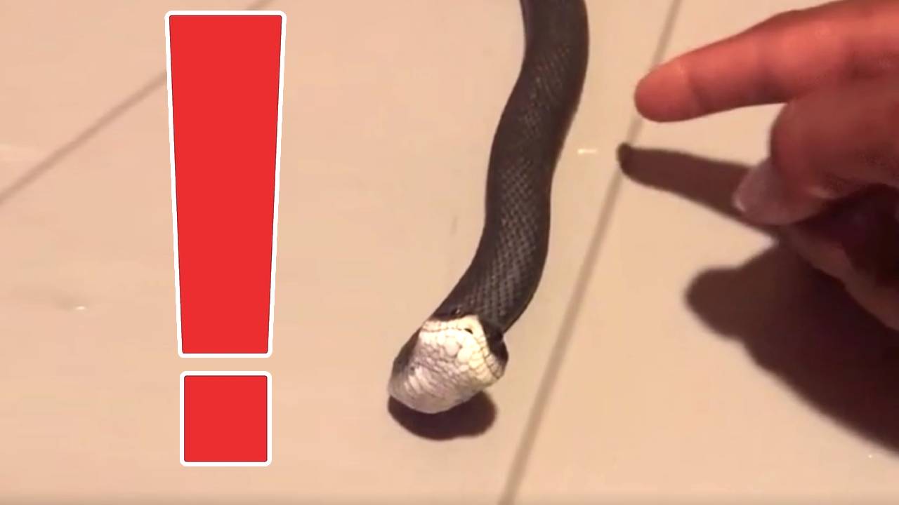 L'image du jour : Le mythique Game Over de Metal Gear Solid drôlement parodié