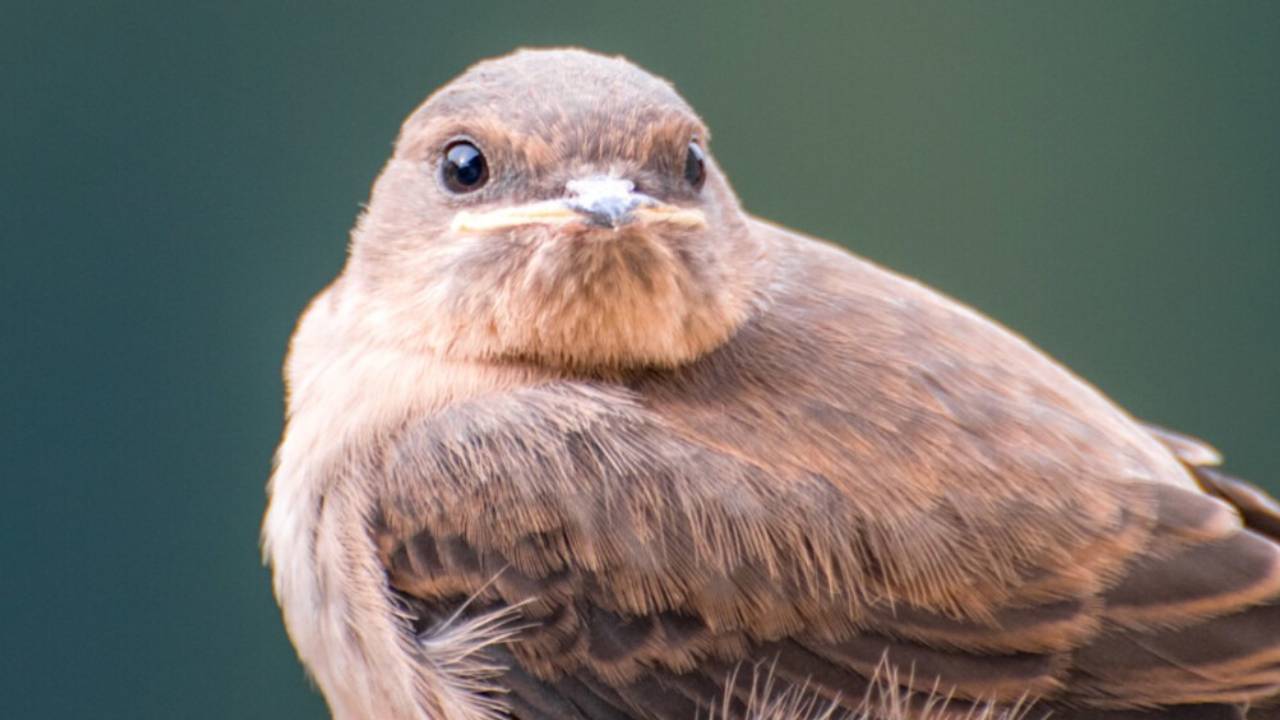 L'image du jour : Une autre activité ludique pour les manettes filaires a été trouvée