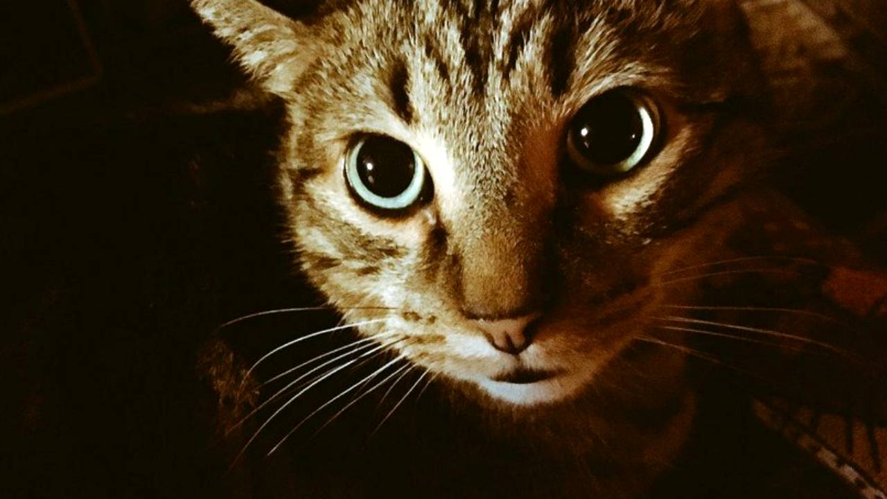 L'image du jour : La solution au problème du chat envahissant