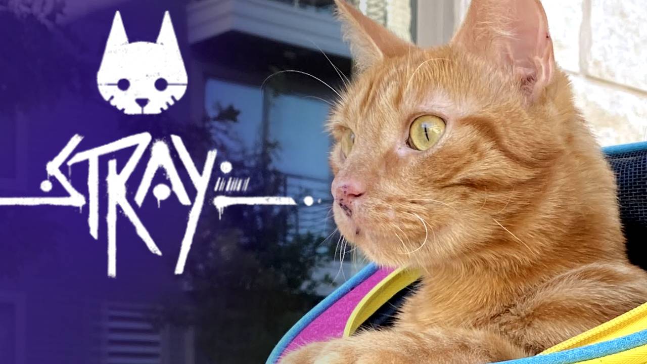 L'image du jour : STRAY, voici un super "collector"