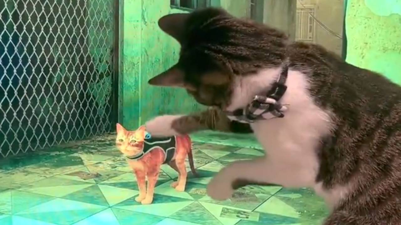 L'image du jour : STRAY, les chats & chiens aussi aiment le jeu, et c’est trop mignon !