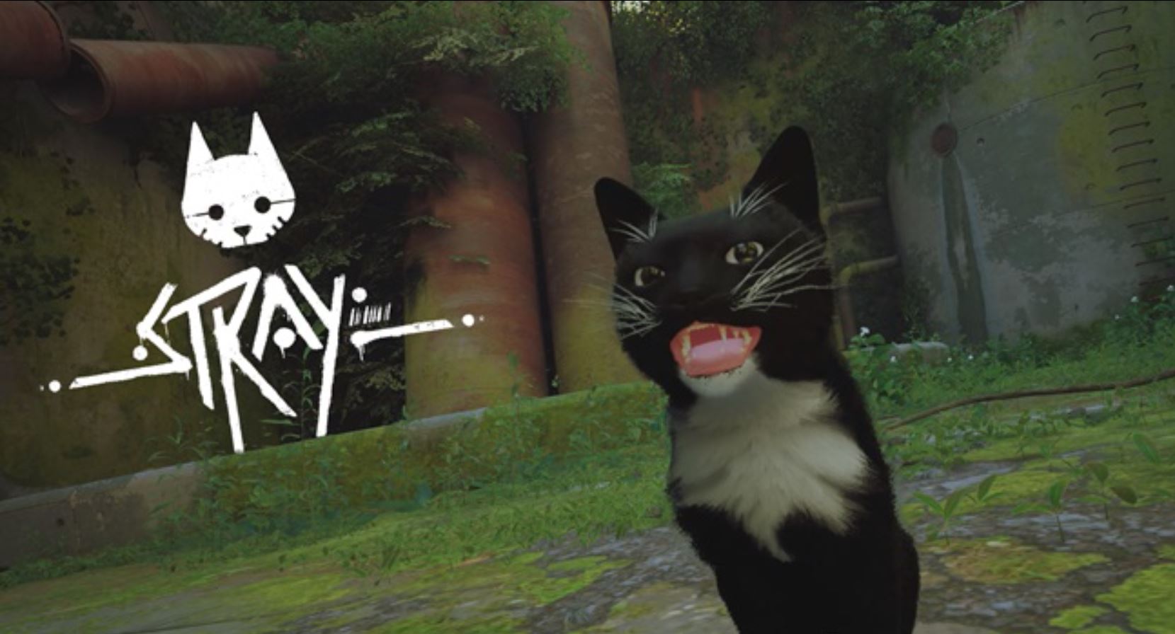 Stray : vous pouvez avoir VOTRE chat dans le jeu mais à une condition