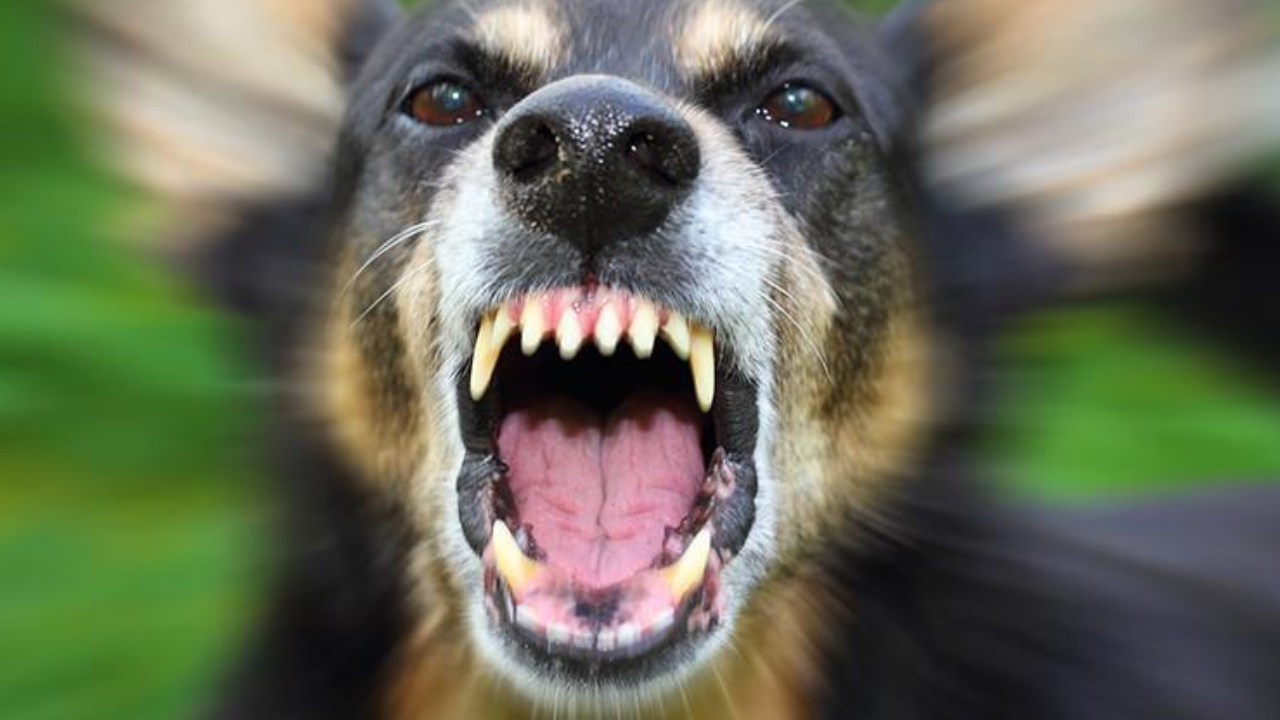 Youpi matin : un chien dévore une Nintendo Switch