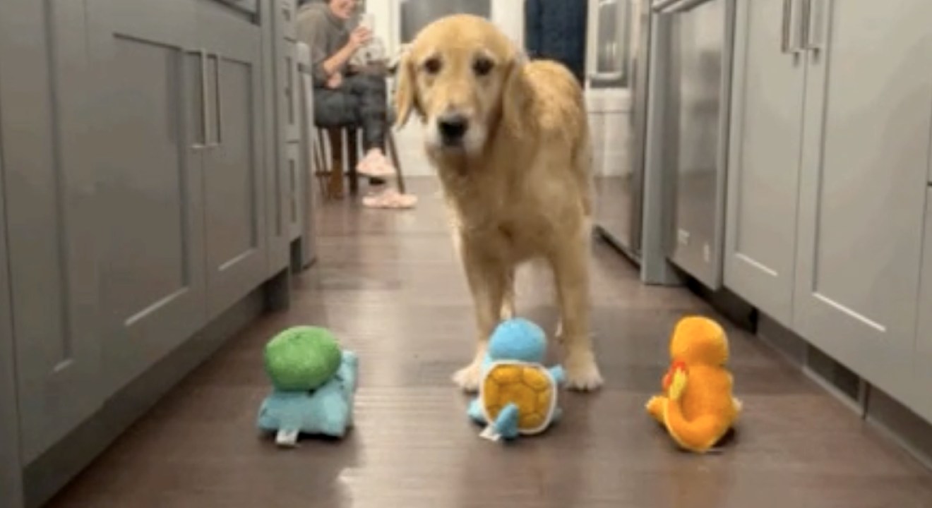 La vidéo du jour : ce chien a fait son choix