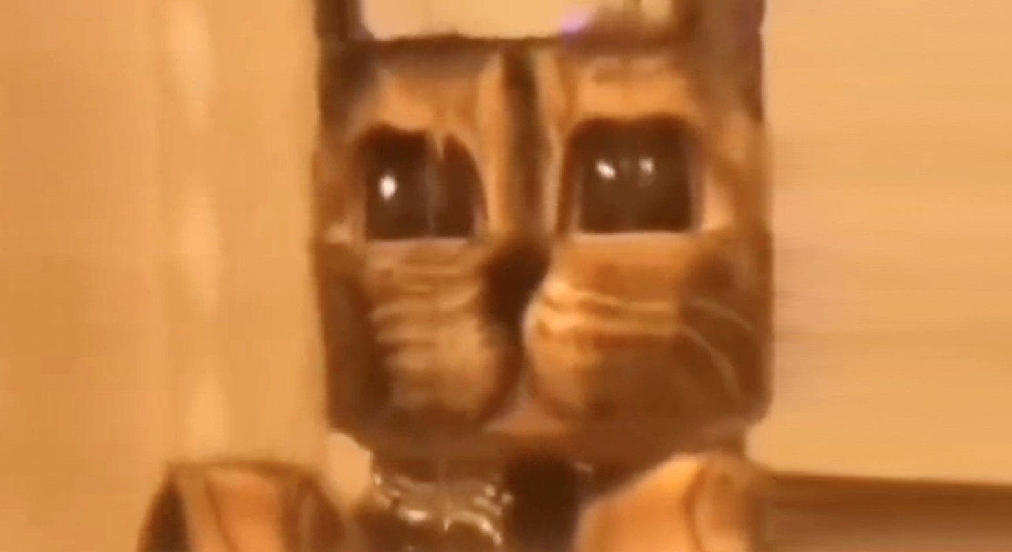 La vidéo du jour : un vrai chat Minecraft beaucoup trop mignon !