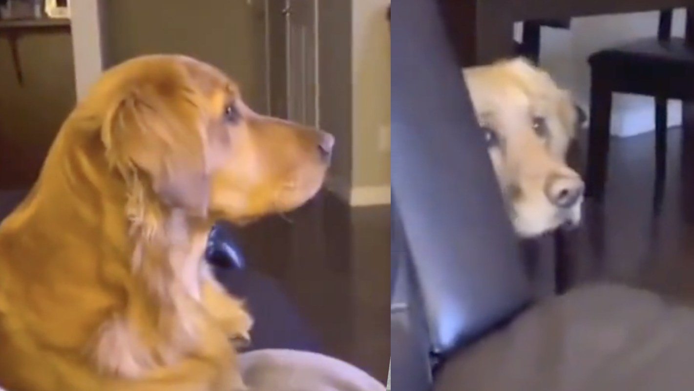 La vidéo du jour : ce chien a une peur bleue d'un célèbre méchant